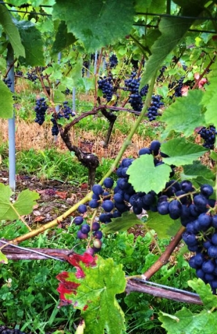 grapes on vines