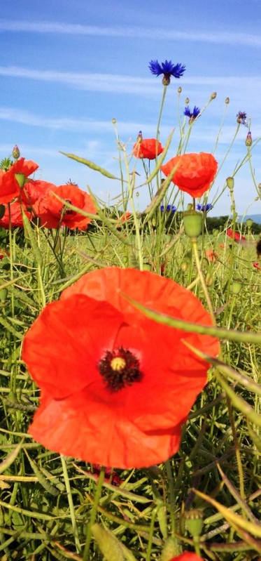 poppies